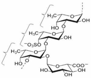 Mozuku fucoidan structure 